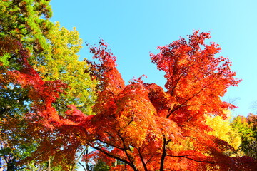 秋空と紅葉