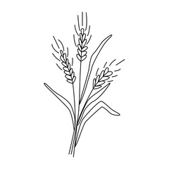 A bouquet of ears of wheat or barley. Grain harvest. Vector illustration for brewing, agriculture, logo, print, poster. Drawn in doodle style by outline