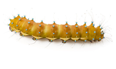 bright elegant yellow caterpillar on a white background.