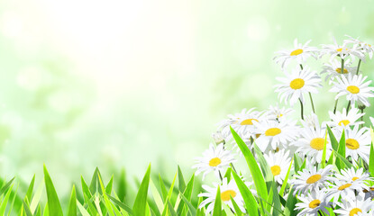 Horizontal sunny summer background with camomile flower and green grass