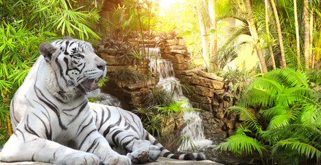 Obrazy na Szkle  Poziomy baner z wodospadem i leżącym białym tygrysem