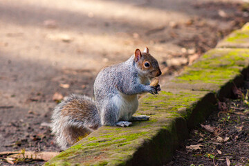 squirrel in the park