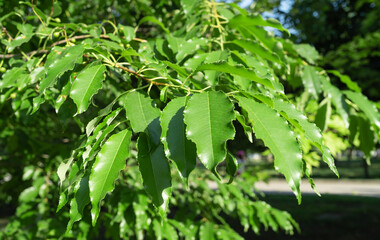 young branches with leaves of fragrant red bird cherry