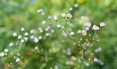 wildflowers in grass roscommon ireland