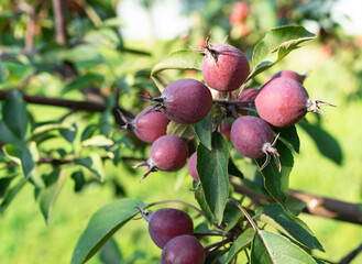 Ovary fruit apple. Young apples on the tree begin to ripen image