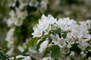 blooming branch of an apple tree in close-up.