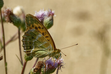 Silver-washed fritillary feeding on a flower of Cirsium.