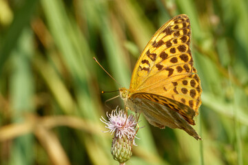 Silver-washed fritillary feeding on a flower of Cirsium.