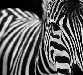 Fototapeta na wymiar Monochrome portrait of stripped zebra