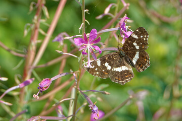 Map (Araschnia levana), summer brood, on Chamaenerion flower.