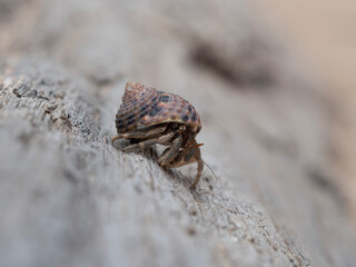 bug on the ground