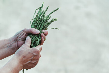 Close-up of an older woman holding fresh raw wild asparagus from the countryside.