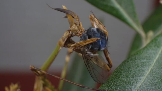 Macro Shot Of a Scray Insect, Eating A Fly Voraciously, Bug and Wildlife