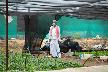 Farmer with medical face mask inside the greenhouse or polyhouse after coronavirus or covid-19 pandemic lockdown - concept of business loss and worried farmer