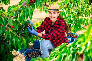 Happy young woman gardener with blue bucket picking sweet cherry from tree at orchard