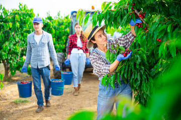 Portrait of hardworking woman farmer in a fruit nursery, picking ripe cherries from a tree