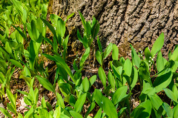 Lily of the valley (Convallaria majalis) in blossom