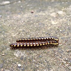 caterpillar on a leaf