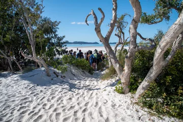 Photo sur Plexiglas Whitehaven Beach, île de Whitsundays, Australie WHITEHAVEN BEACH, AUSTRALIA - AUGUST 22, 2018: Trees along the beach in the Whitsundays with tourists.