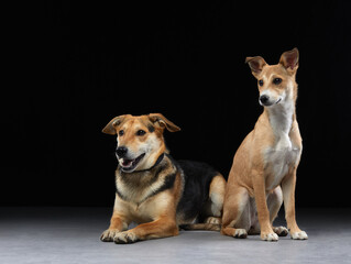 Fototapeta na wymiar two dogs together on the floor, mixed breed. Happy pets in the photo studio. 