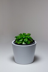 Close up view of a small potted sedeveria letizia succulent houseplant in a white ceramic pot, with white background