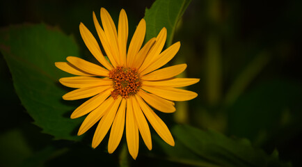 yellow Jerusalem artichoke flower in the garden 