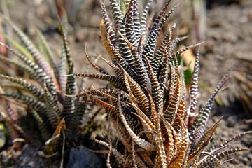 Haworthia, succulents in nature, vegetable background