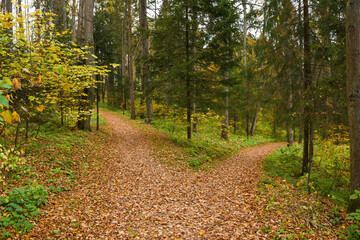 leafy path in autumn forest