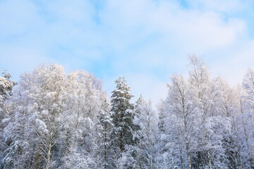 beautiful trees in the snow in the wild