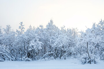 beautiful trees in the snow in the wild