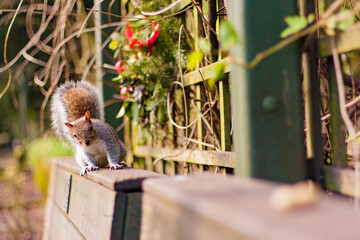 squirrel in the cage