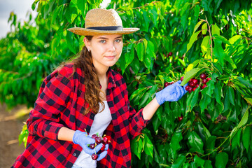 Concentrated girl farmer working in a fruit nursery picks a ripe cherry on a tree. Close-up portrait