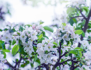 spring branch with white flowers