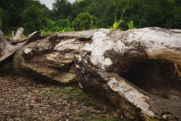 Fototapeta premium Rotten tree trunk in the park