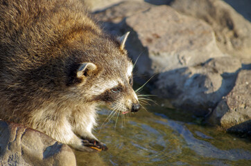 Raccoon is looking curiously at the edge of a stream.