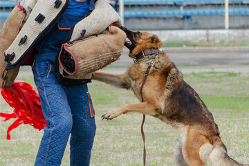 Guard dog training. Step 4. Figurant and German shepherd dog.