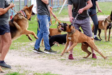 Dog fight during a walk-in dog park. German Shepherd and Boxer s