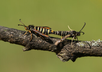 A rare pair of mating Six-belted Clearwing Moth, Bembecia ichneumoniformis, perching on a twig.	