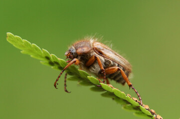 A Summer Chafer Beetle, Amphimallon solstitialis, resting on a fern plant.
