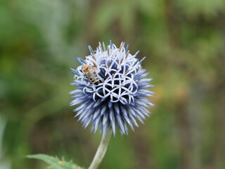 Echinops ritro - Une abeille butinant sur une tête d'azurite ou oursin bleu-violet 