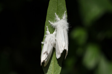 A pair of Brown-tail Moth, Euproctis chrysorrhoea, resting on a leaf.