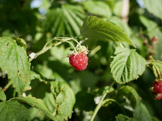 Raspberry berry ripens on a branch among green leaves on a sunny summer day. Harvest of vegetarian vitamin-containing food on the bush.