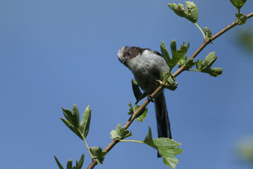 A cute baby Long-tailed Tit, Aegithalos caudatus, perching on a branch of a Hawthorn Tree.
