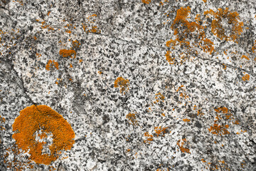 Natural white stone surface covered with bright orange moss and lichen texture or background