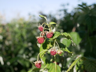 Fototapeta premium Raspberry berry ripens on a branch among green leaves on a sunny summer day. Harvest of vegetarian vitamin-containing food on the bush.