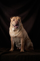 Shar Pei dog on on a background of brown fabric. folds, wrinkles, charming pet 