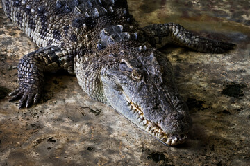 Crocodiles Resting