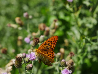 Butterfly Argynnis paphia eats nectar on a thistle flower.
