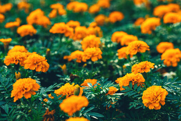 Soft focused orange marigolds flowers (Tagetes erecta, African, Mexican, Aztec marigold) with green leaves in garden flowerbed. Summer and fall shades of yellow, orange blooming floral background