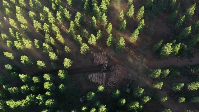 Aerial view of an area in a vast forest being clear cut with machinery. 